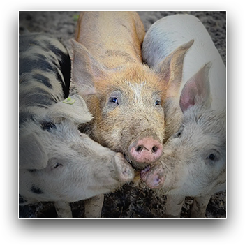 Schweine
